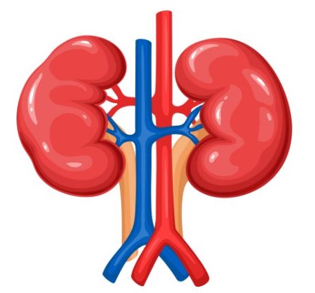 kidney disease