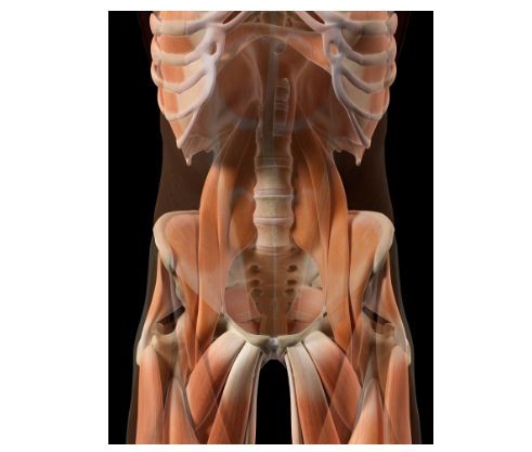 Psoas Muscle