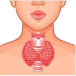 thyroid