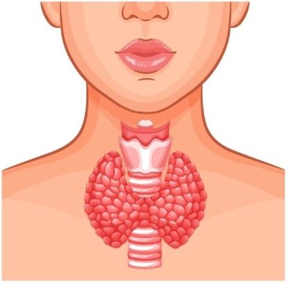 thyroid