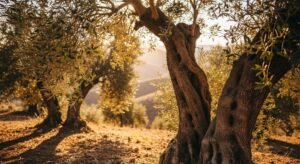 moroccan olive trees